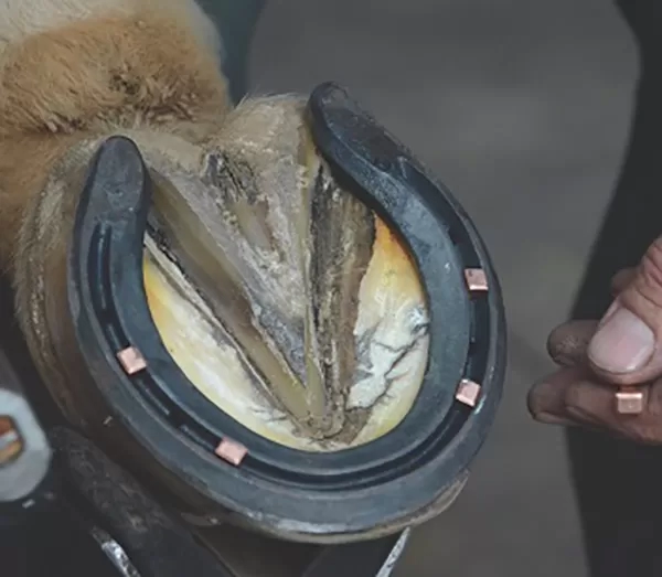 New online course launched for farriers Redwings Horse Sanctuary